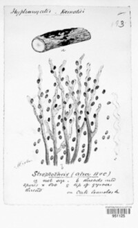 Image Associated With the Occurence
